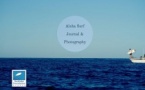 64 - Biarritz • Aloha Surf Photography 