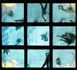La vie aquatique • Didier Bouchet