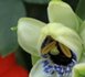 Eclosion d'une passiflore • 5200 photos réalisées en 3 jours