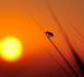 Voyage vers le soleil • Hamid Lemasra