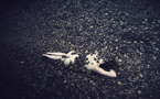 In leaves • Pauline Greefhorst