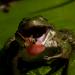 20120822111442_chasse2_grenouille