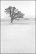 Neige fraîche... - Claude-Alain Ferrière
