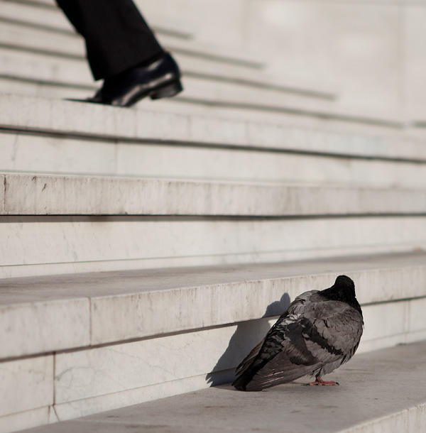 20120213233717_the_man_and_the_pigeon