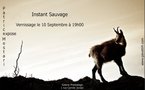Instant sauvage • Patrice Mestari (Lyon) - ANNULE