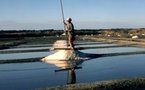 Sur le Chemin du Sel • Philippe Rivière (Guérande)