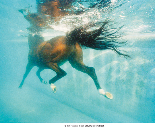Equus (photos) Equus (photos)
