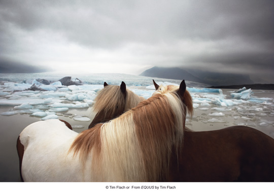 Equus (photos) Equus (photos)