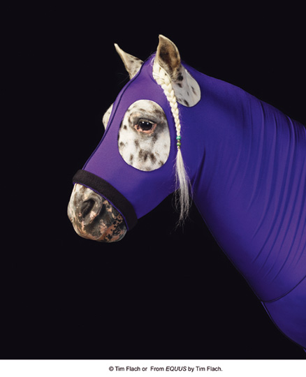 Equus (photos) Equus (photos)