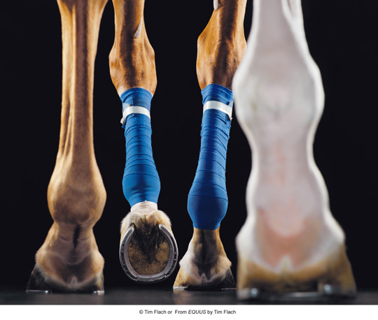 Equus (photos) Equus (photos)