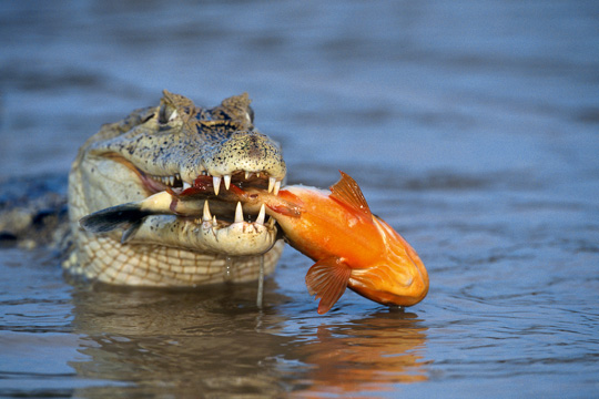 Crocodiles (photos) Crocodiles (photos)