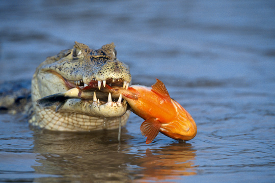 Crocodiles (photos)