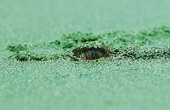 Crocodiles (photos) Crocodiles (photos)