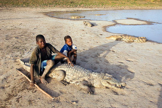 Crocodiles (photos)