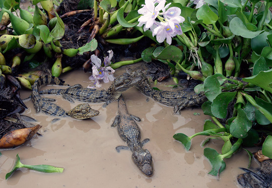 Crocodiles (photos) Crocodiles (photos)