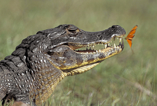 Crocodiles (photos) Crocodiles (photos)