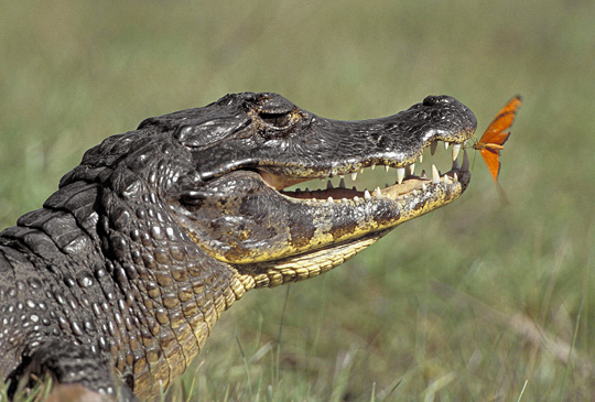 Crocodiles (photos)