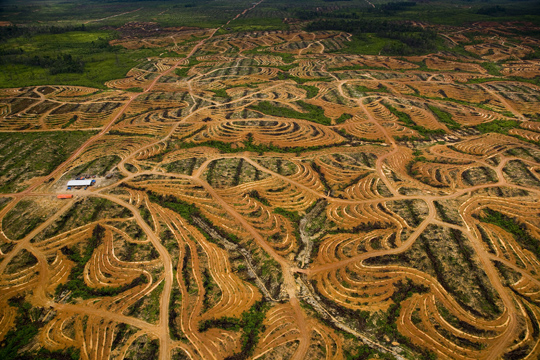 Nouvelle plantation de palmiers à huile près de Pundu, Bornéo, Indonésie (1°59' S – 113°06' E) - © Yann Arthus-Bertrand / Film “Home” – une coproduction Elzevir Films / EuropaCorp