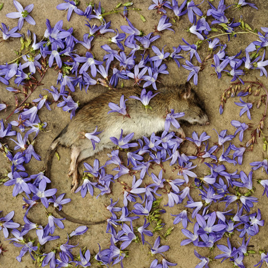 © Tamany Baker, courtesy of Sony World Photography Awards 2009 © Tamany Baker, courtesy of Sony World Photography Awards 2009