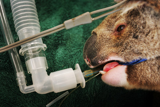 © Lisa Maree Williams, courtesy of Sony World Photography Awards 2009 © Lisa Maree Williams, courtesy of Sony World Photography Awards 2009