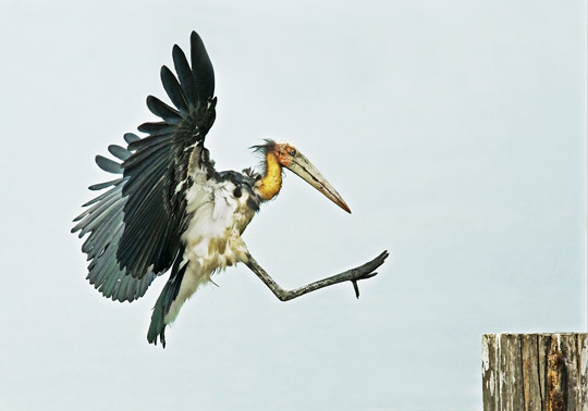 © Vincent Foong, courtesy of Sony World Photography Awards 2009