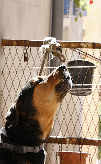 Thème : Chacun sa voi... - © Laure Ronceret - 1ère du thème - 1er prix Thème : Chacun sa voi... - © Laure Ronceret - 1ère du thème - 1er prix