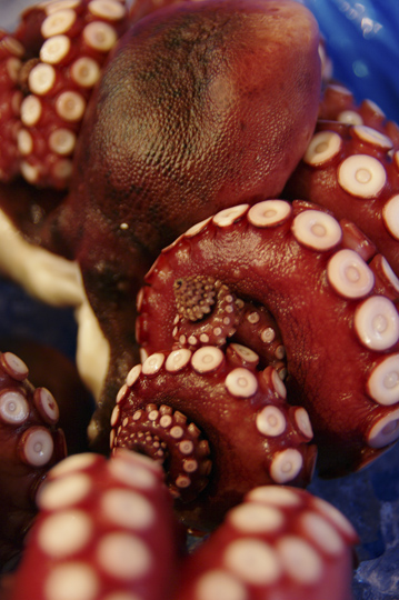 Poulpe torsade par ses tentacules. © Joël Da Costa Ferreira Poulpe torsade par ses tentacules. © Joël Da Costa Ferreira