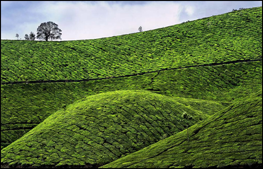 Collines de thé • Jean-Paul Bounine Collines de thé • Jean-Paul Bounine