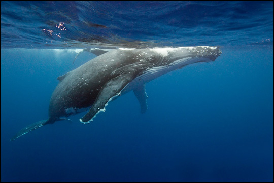 Géant des mers • Pierre Lobel Géant des mers • Pierre Lobel