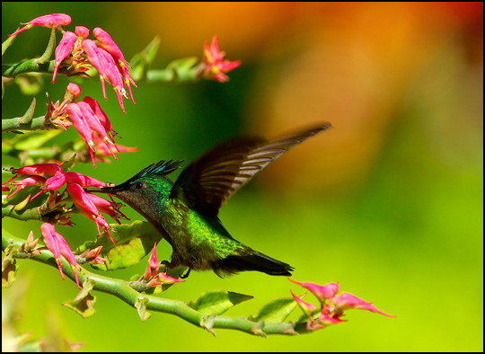 Comme un battement d'ailes... • Olivier Crispi