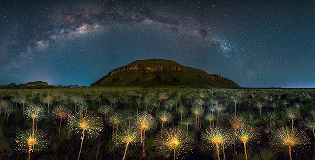 Champs de papalanthus – 1er prix de la catégorie Nightscape 2017 – © M. Cabral /PNA