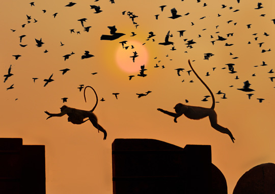 Jeux de singe au Rajasthan • Didier Jallais Jeux de singe au Rajasthan • Didier Jallais