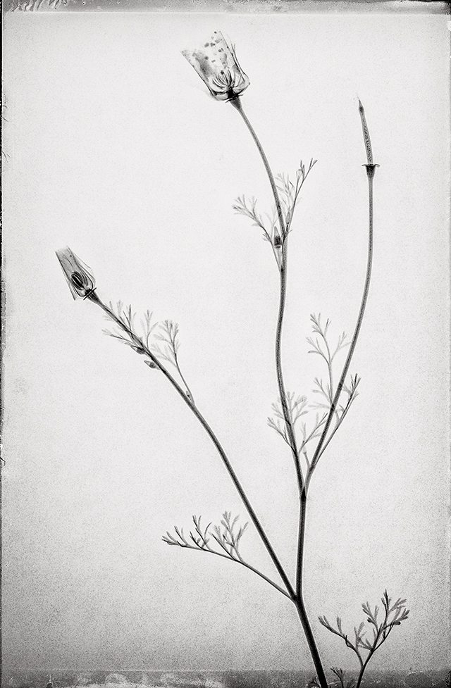 © Muhanad Baas (Provence) © Muhanad Baas (Provence)