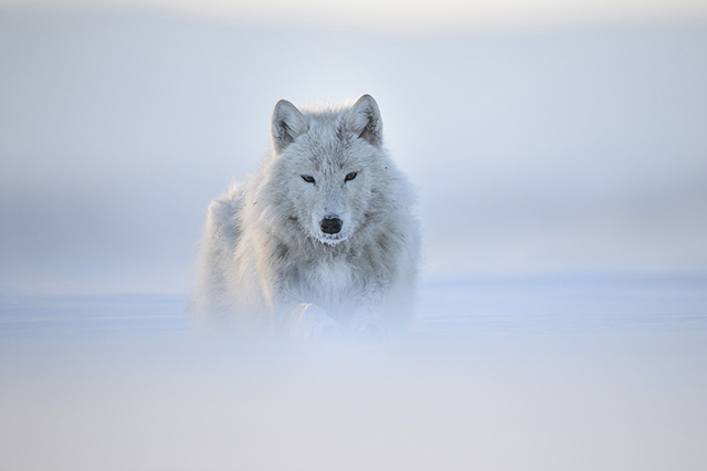 © Vincent Munier