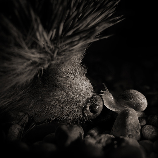 3EME PRIX © Alexandre Parrot 3EME PRIX © Alexandre Parrot