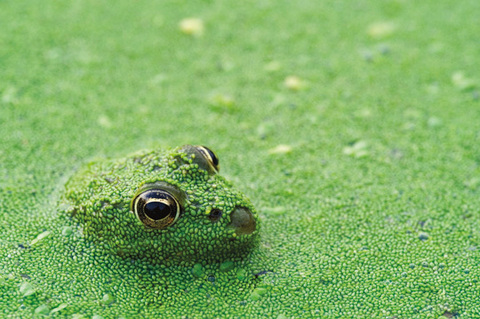 Rana mimetizzata in un fiume | La Brenne, Francia | Philippe Clement © Nature Picture Library