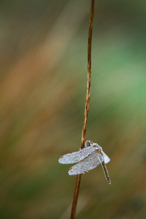 Libellule de novembre • Serge Vilain