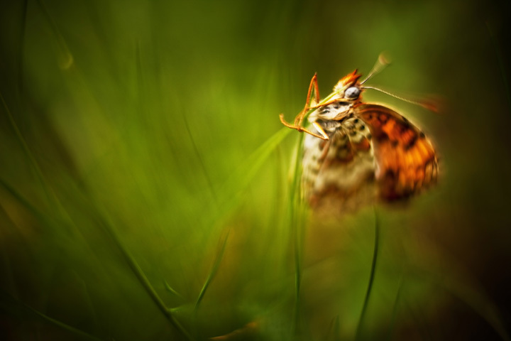 Caravaggio • El Justino Caravaggio • El Justino