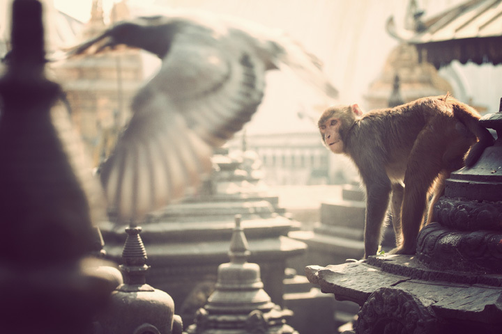 Monkey Temple. © Nicolas Rakotopare Monkey Temple. © Nicolas Rakotopare