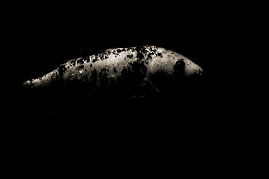 © Olivier Ramonteu • Tous droits réservés © Olivier Ramonteu • Tous droits réservés