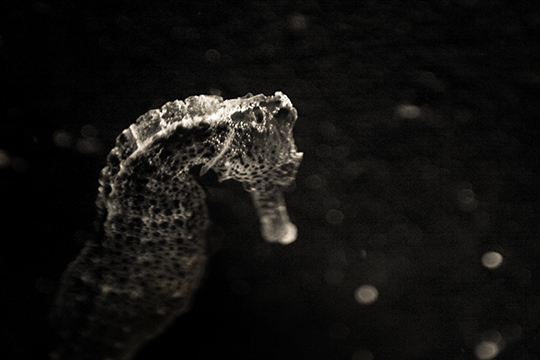 © Olivier Ramonteu • Tous droits réservés © Olivier Ramonteu • Tous droits réservés