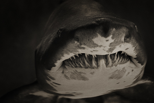 © Olivier Ramonteu • Tous droits réservés © Olivier Ramonteu • Tous droits réservés