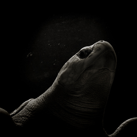 © Olivier Ramonteu • Tous droits réservés © Olivier Ramonteu • Tous droits réservés