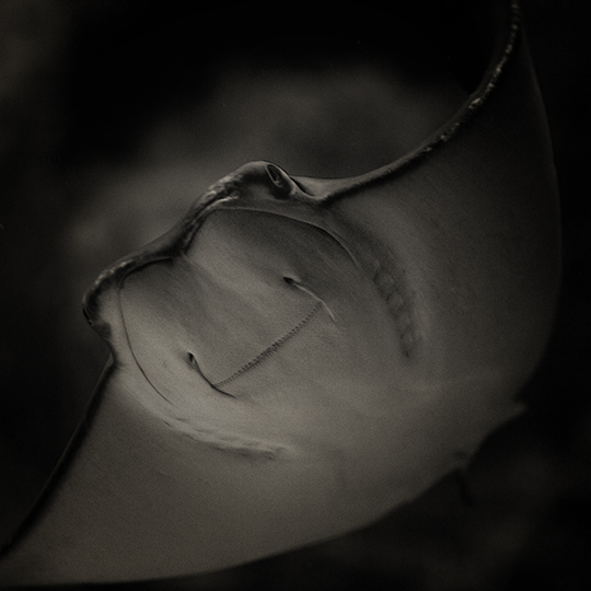 © Olivier Ramonteu • Tous droits réservés © Olivier Ramonteu • Tous droits réservés