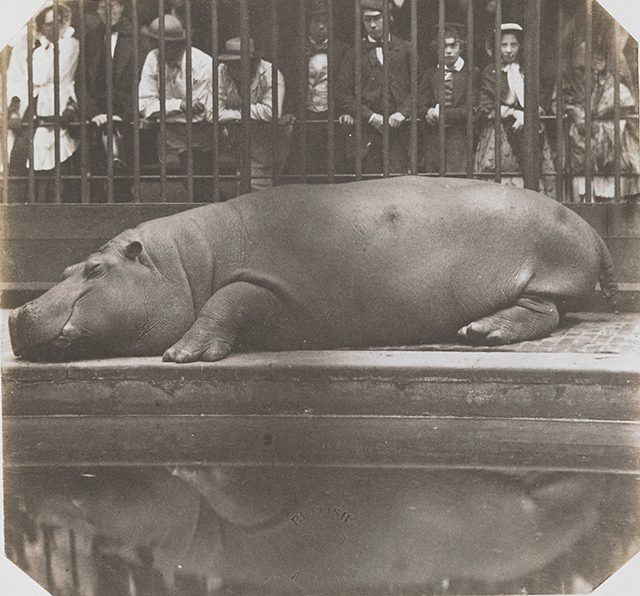 Don Juan, Count of Montizon, Hippopotame au Jardin zoologique Regent’s Park, à Londres - 1852 © British Library Board