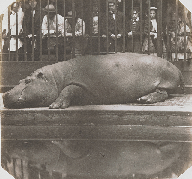 Don Juan, Count of Montizon, Hippopotame au Jardin zoologique Regent’s Park, à Londres - 1852 © British Library Board Don Juan, Count of Montizon, Hippopotame au Jardin zoologique Regent’s Park, à Londres - 1852 © British Library Board