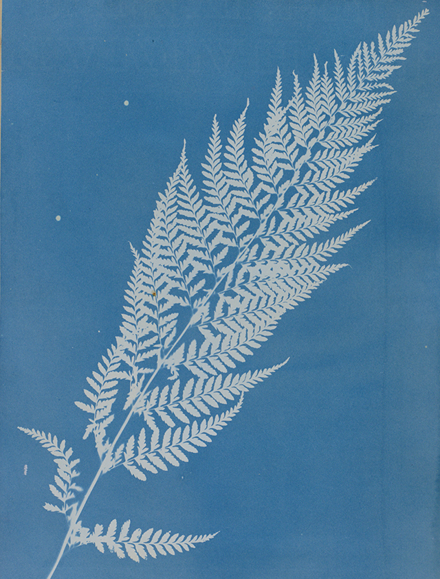 Gymnogramma calomelanos, Jamaica – Anna Atkins – 1851-1854 – cyanotype