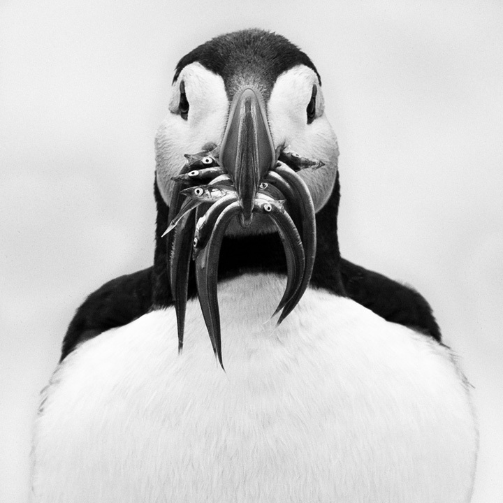 A puffin portrait • Nicolas Orillard-Demaire