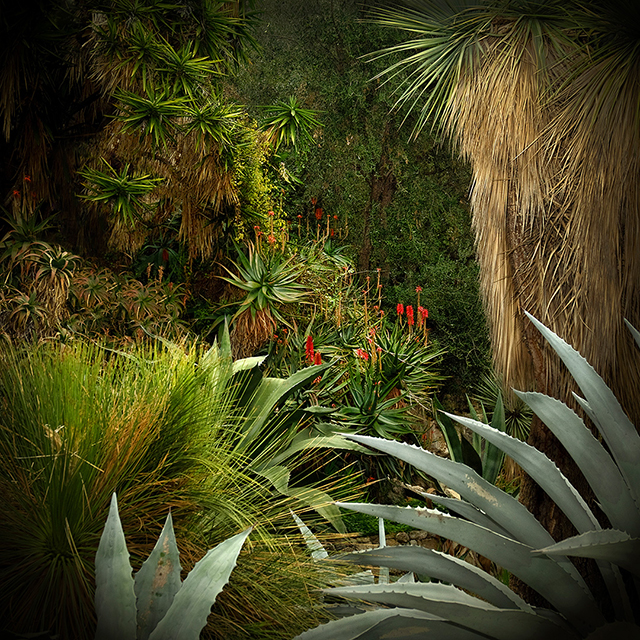 Pénétrez dans les jungles d’Olivia Lavergne au festival les Photaumnales (2/3)