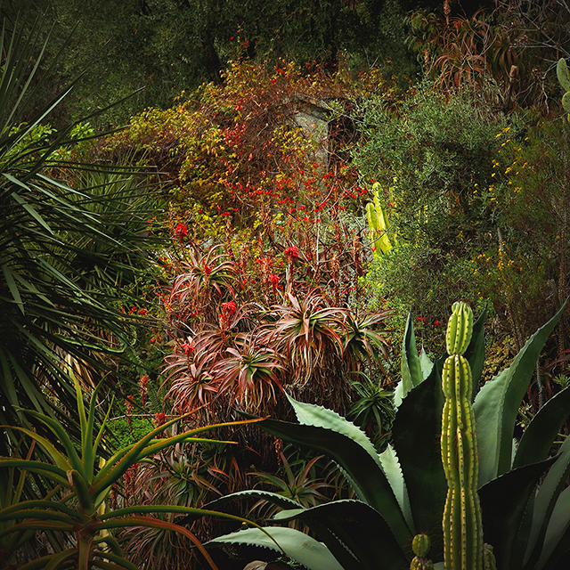 Pénétrez dans les jungles d’Olivia Lavergne au festival les Photaumnales (2/3)